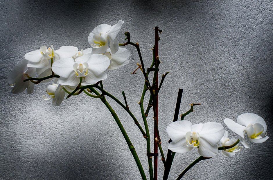 Орхидея белая в крапинку