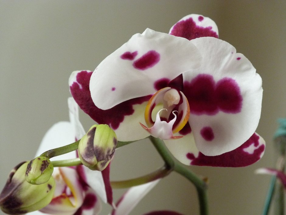 Орхидея белая с фиолетовыми пятнами
