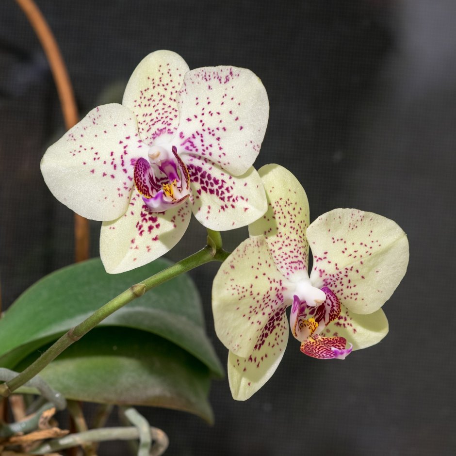 Одонтоглоссум Орхидея