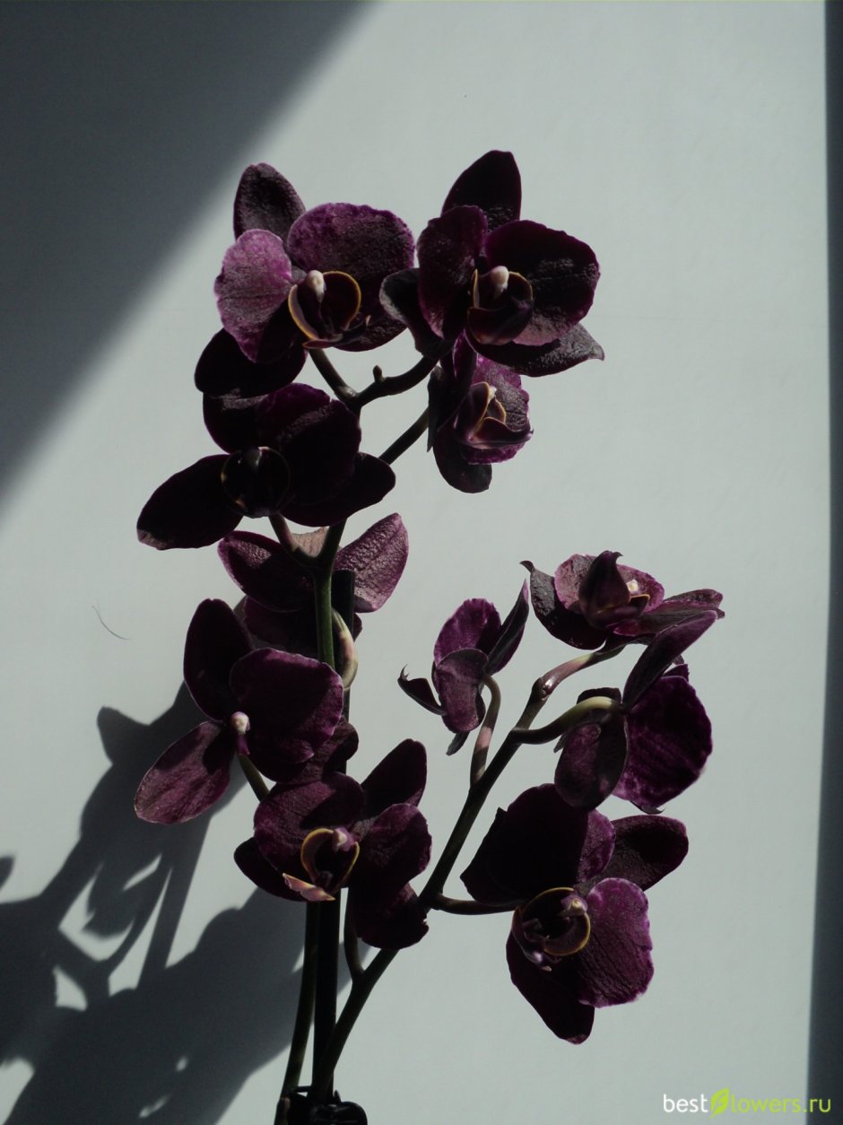 Орхидея Fredclarkeara after Dark 'SVO Black Pearl'