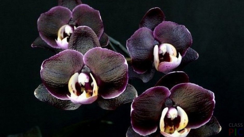 Живанши Орхидея черная