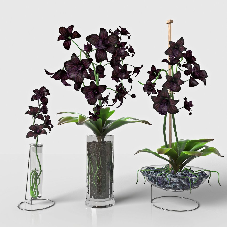 Цветок Орхидея черного цвета