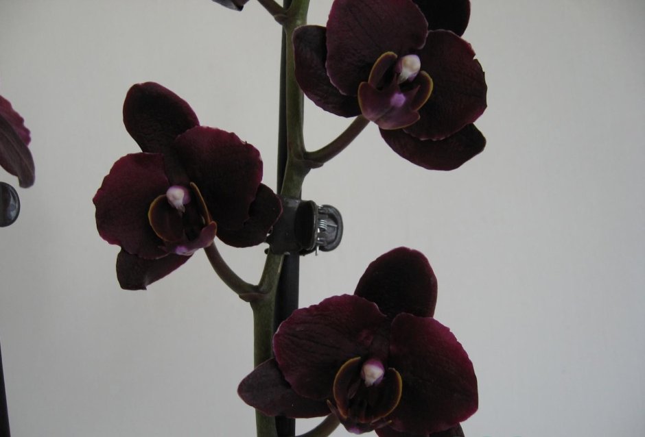 Черная Орхидея на прозрачном фоне