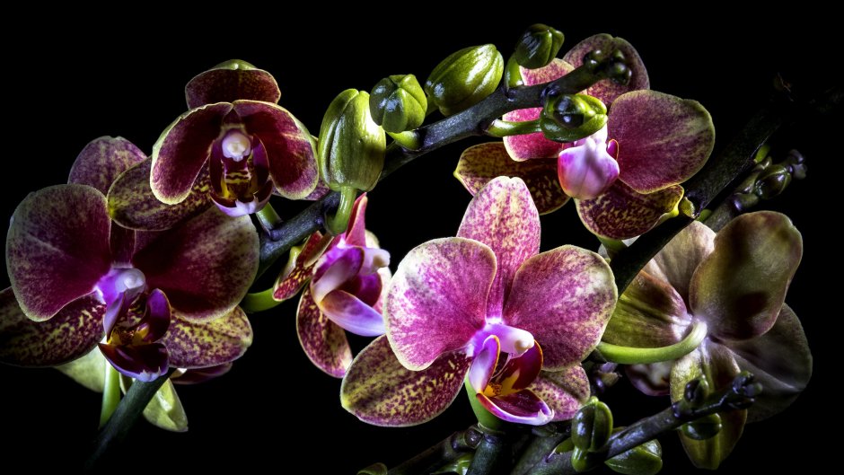 Черная орхидея фаленопсис