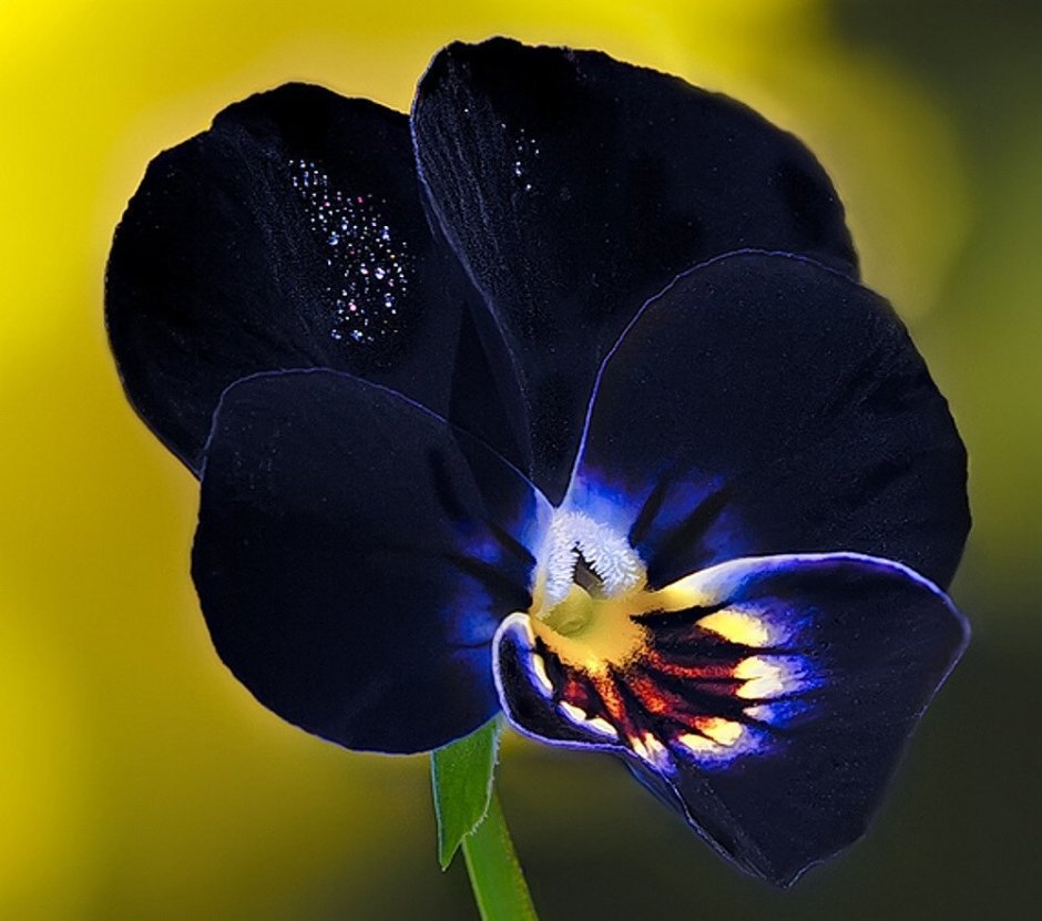Орхидея черная Жемчужина