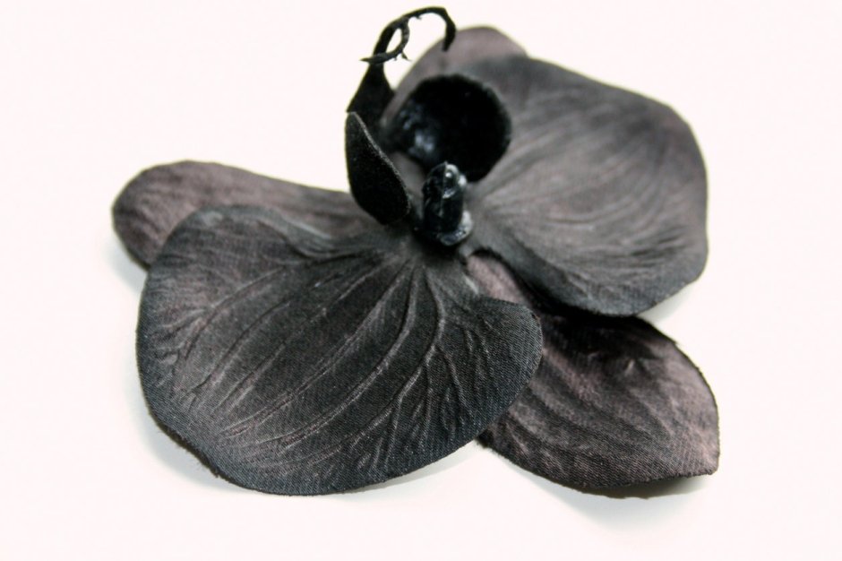 Максиллярия черная Орхидея
