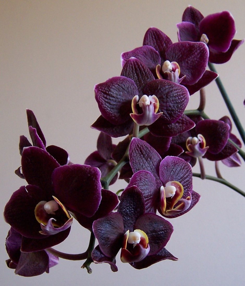 Орхидеи фото красивые
