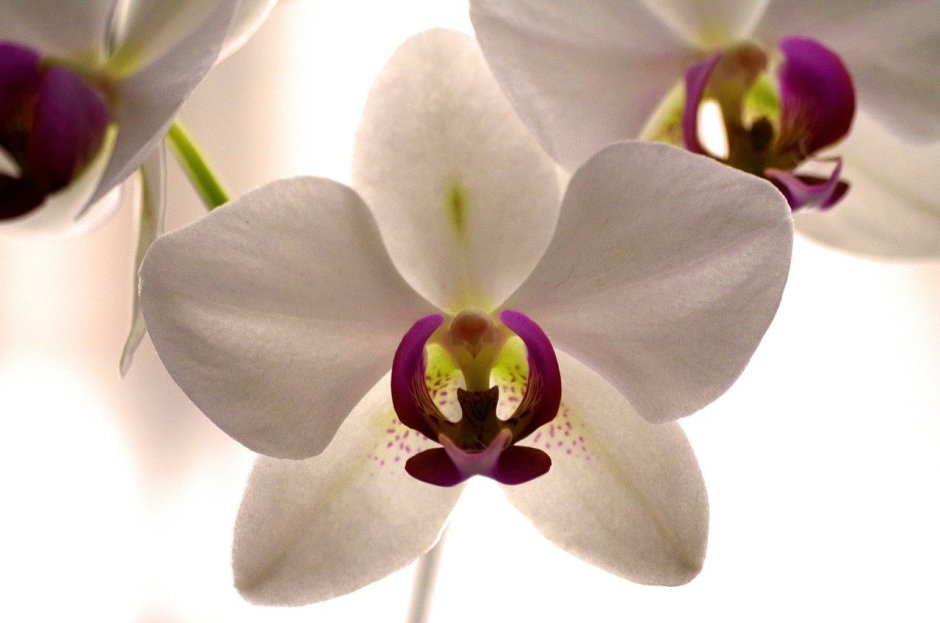 Орхидея Кливленд белая