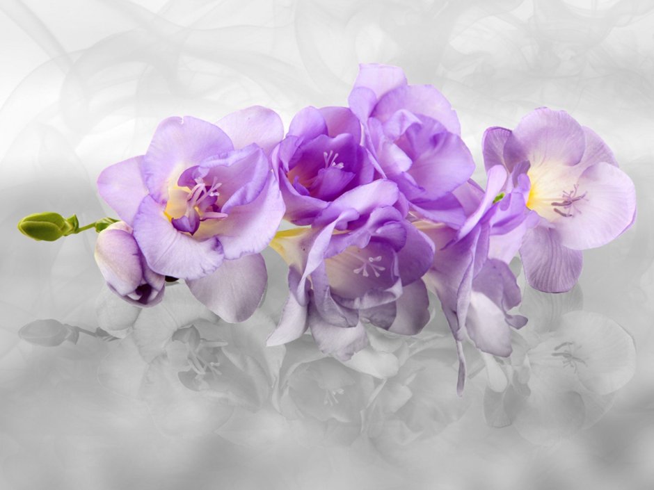 Орхидея Salamant Purple
