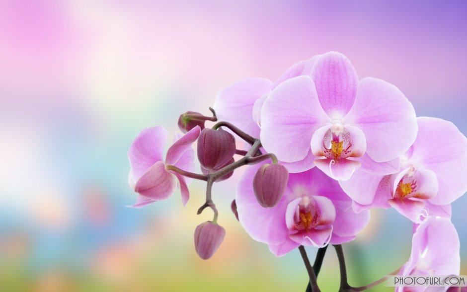 Орхидеи на лавандовом фоне