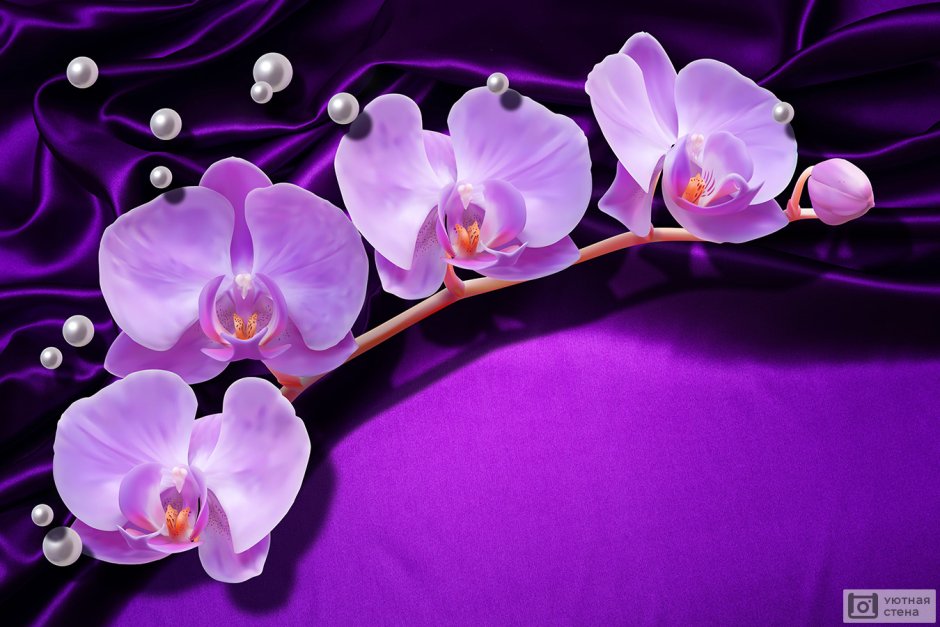 Орхидея фуксия на белом фоне
