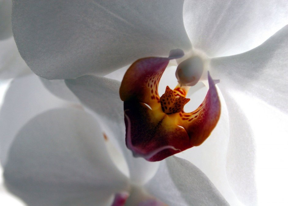 Орхидея нежно сиреневая