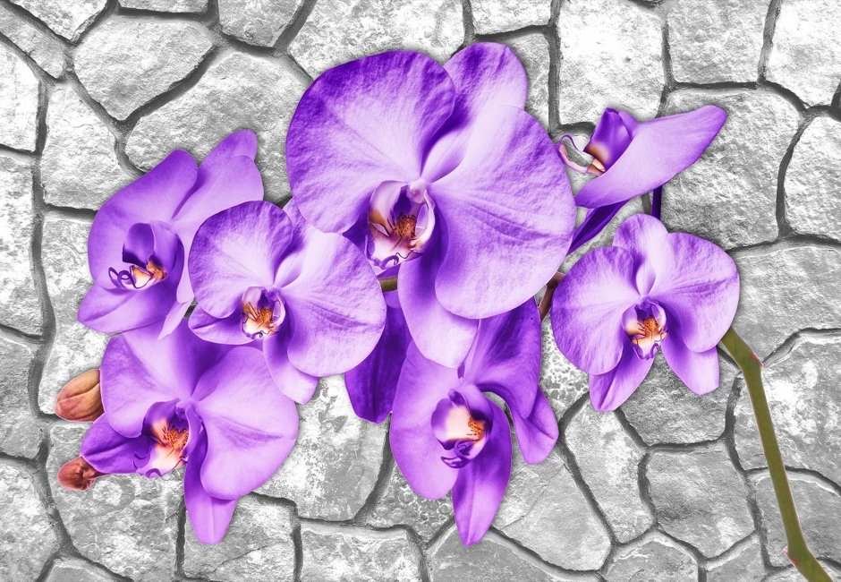 Фреска орхидеи