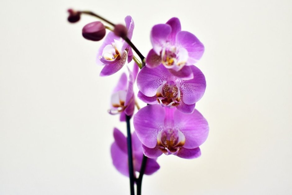 Лепестки Дикая Орхидея