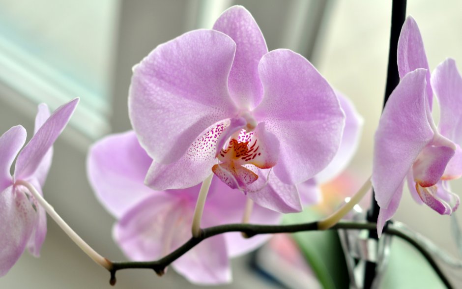 Цветы орхидеи бесшовные фотообои 3д