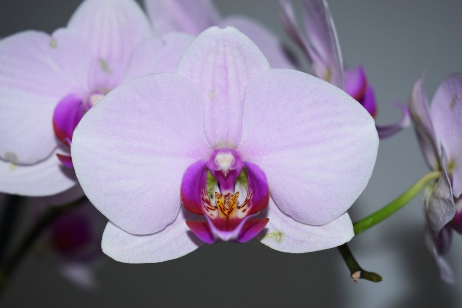 Белая Орхидея с каплями воды