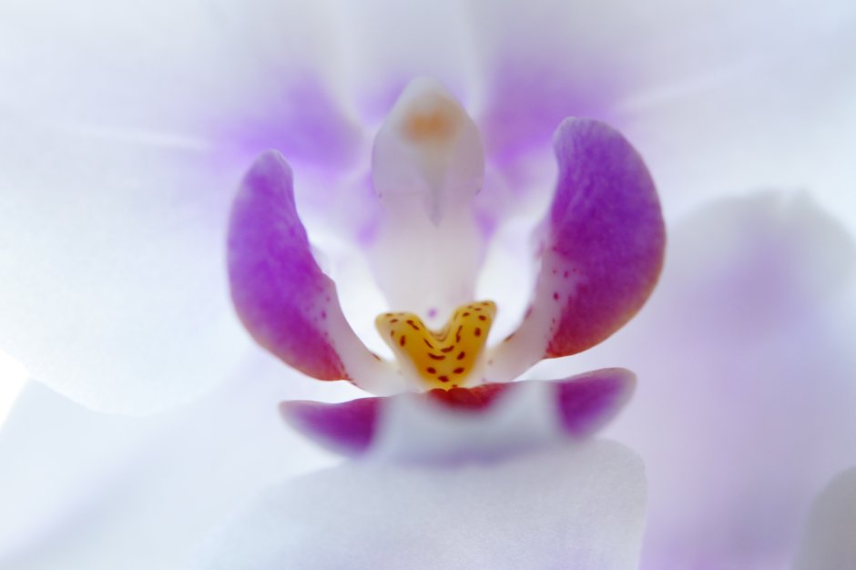 Орхидеи лавандового цвета капли камушки
