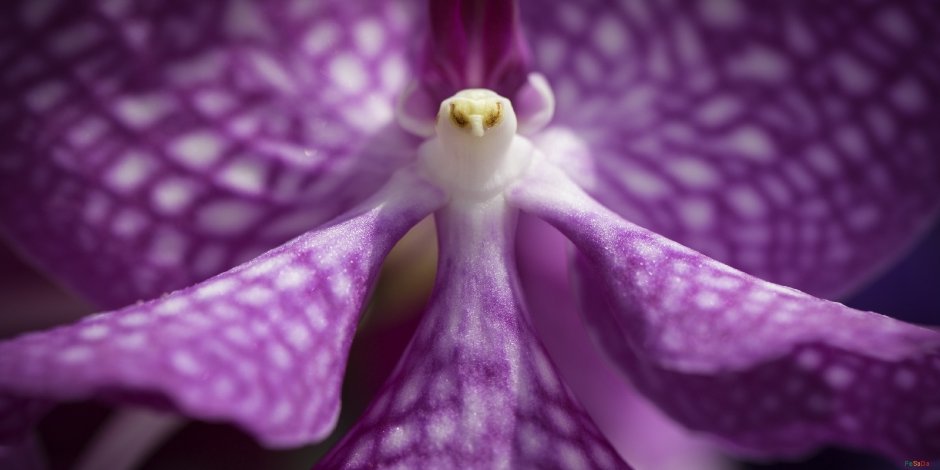 Могут ли быть фиолетовые листья у белой орхидеи