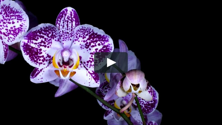 Соцветие орхидеи