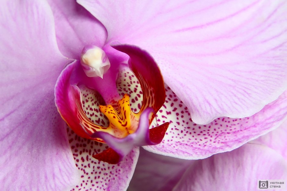 Орхидея цветок белый Нижний лепесток фиолетовый