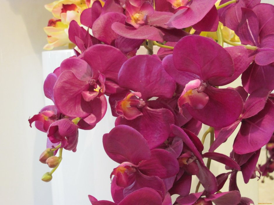 Орхидея Phal. Torino отзывы
