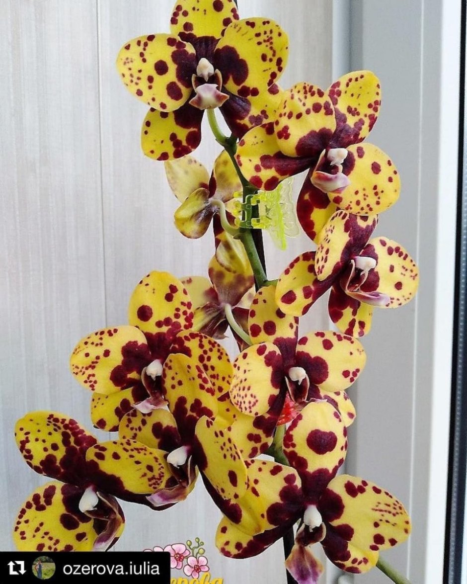 Орхидея фаленопсис торино