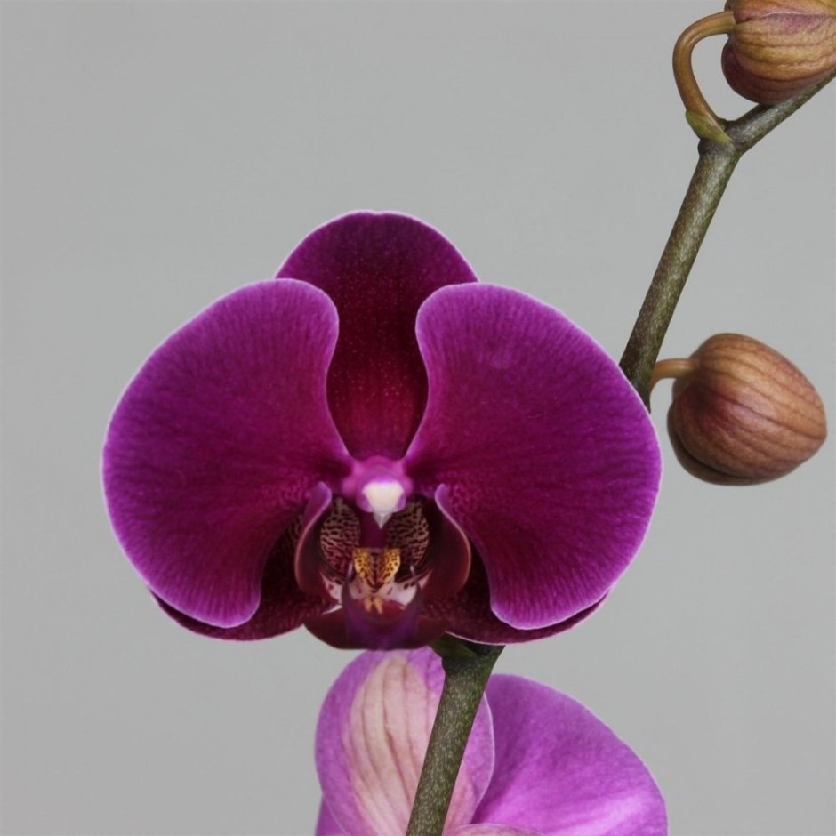 Орхидея Phalaenopsis Kellion