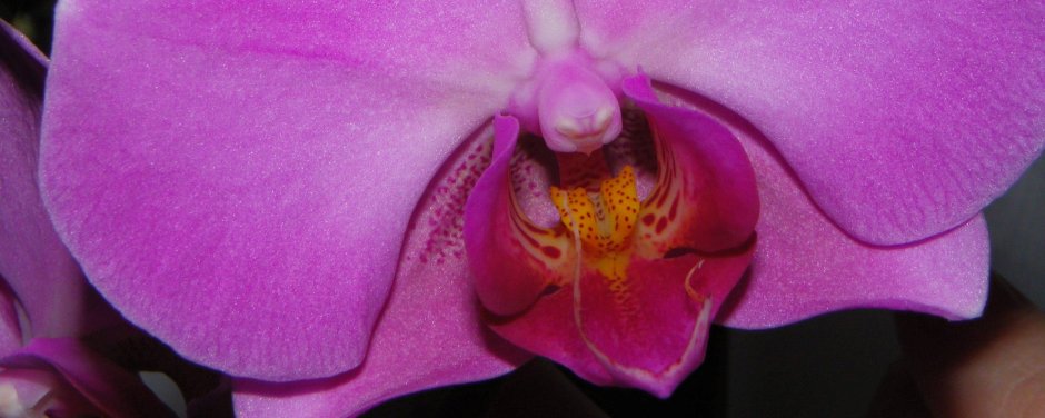 Орхидея патрик