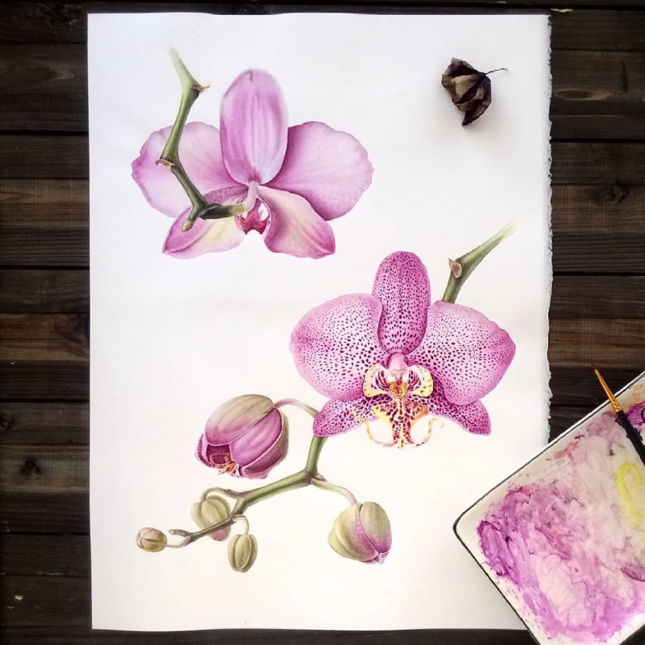 Акварельные цветы орхидеи