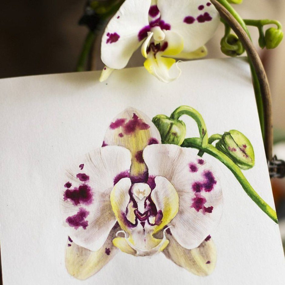 Орхидея акварель фото