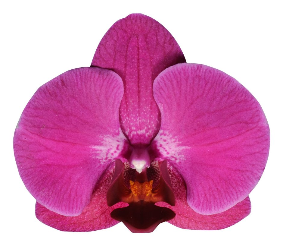 Орхидея Phalaenopsis Stellenbosch