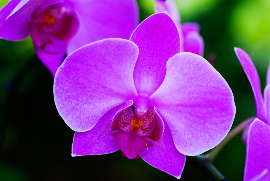 Орхидея оранжевая с фиолетовым
