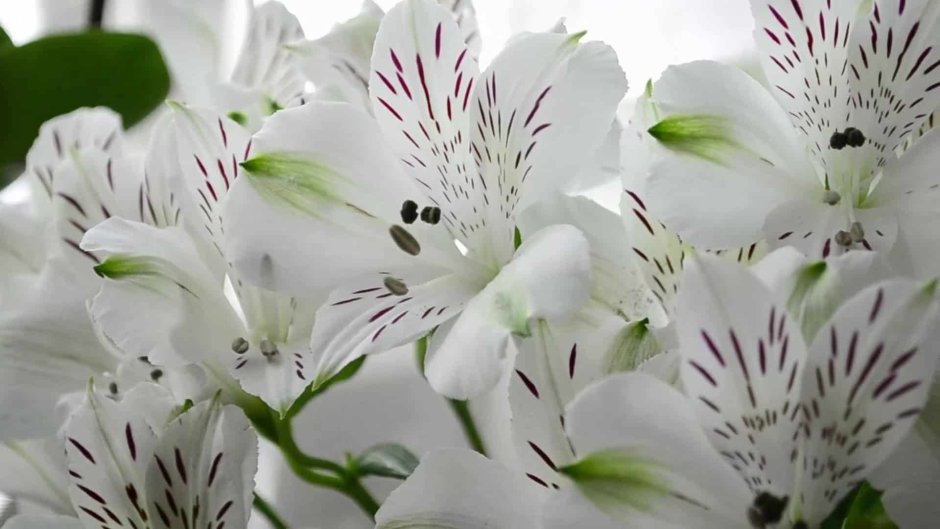 Альстромерия цветы белые