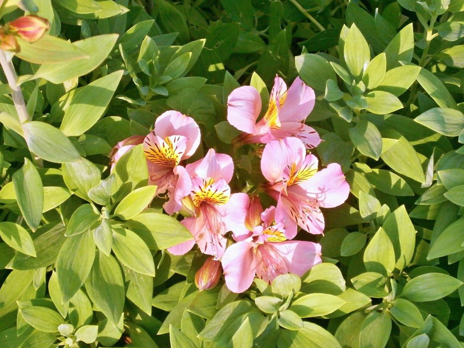 Коломбина Akelei цветок