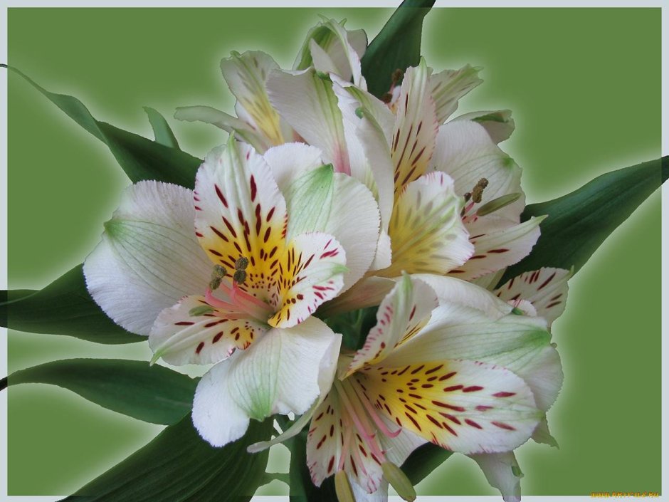 Крымская Орхидея альстромерия