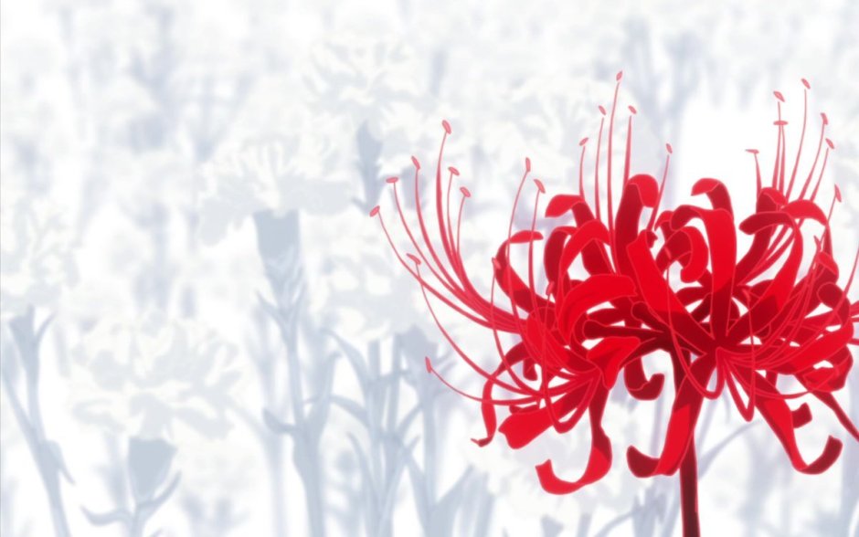 Цветок календрондум