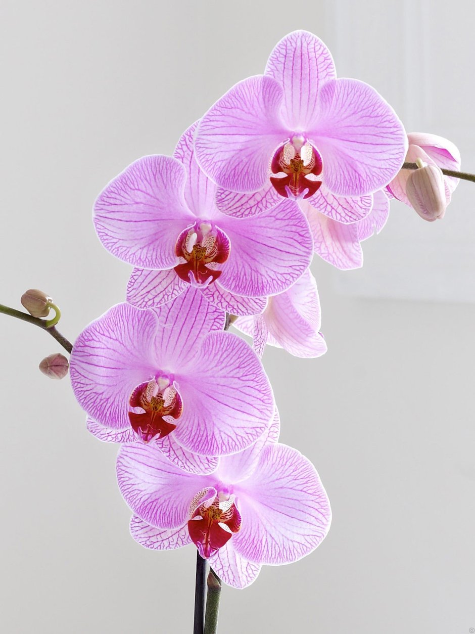 Систематика орхидеи фаленопсис