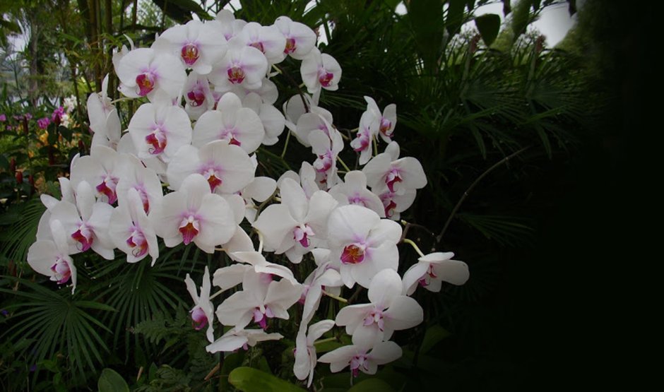 Орхидея Arezzo