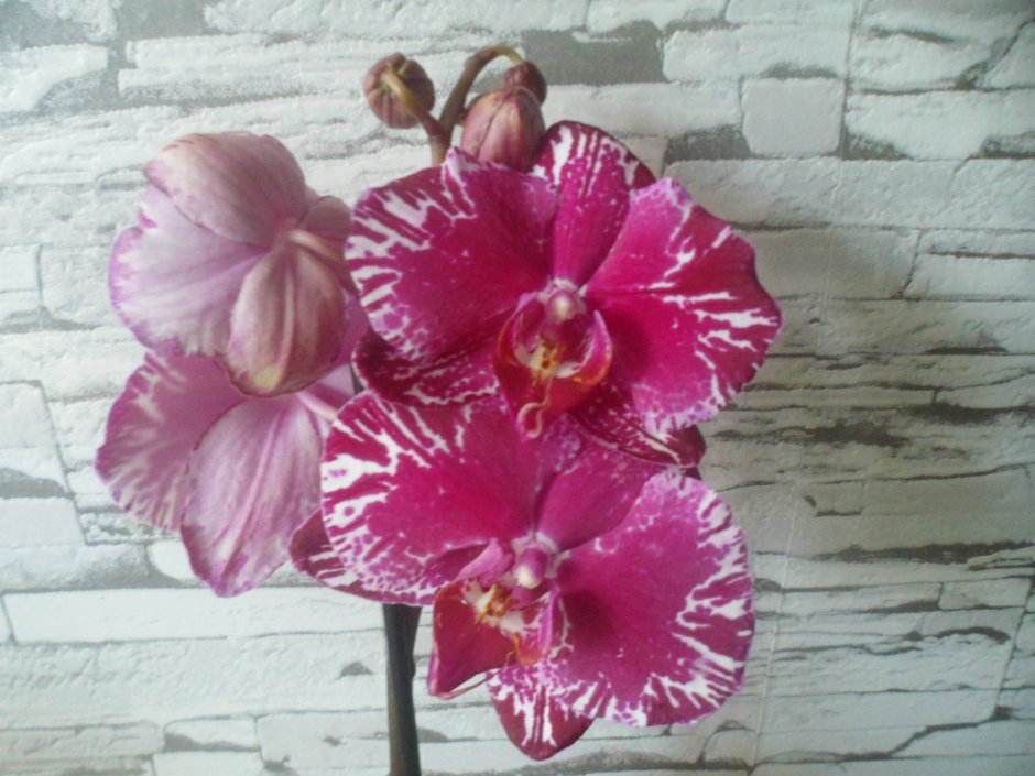 Орхидея белая с фиолетовыми