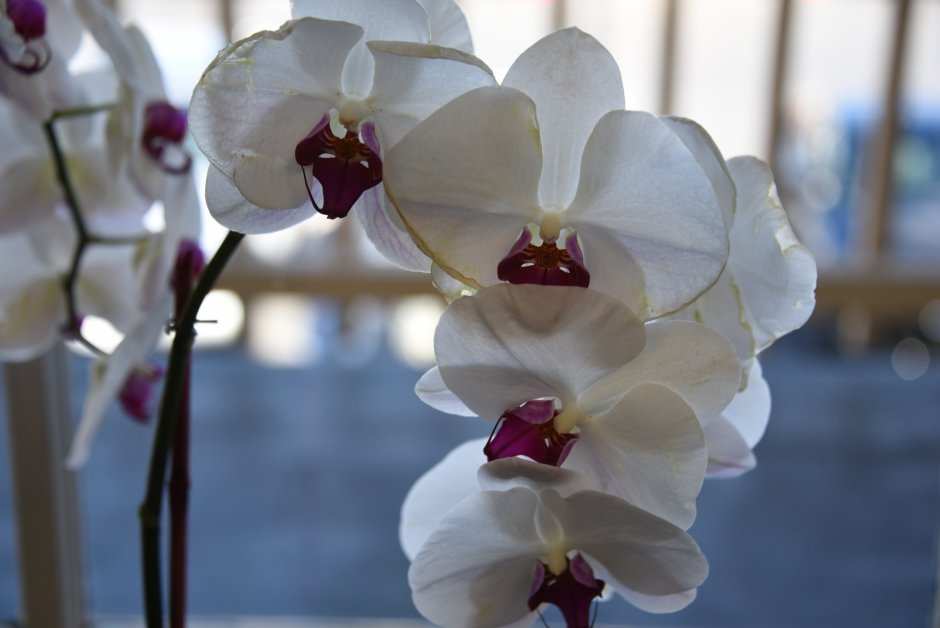 Белые орхидеи на коричневом фоне