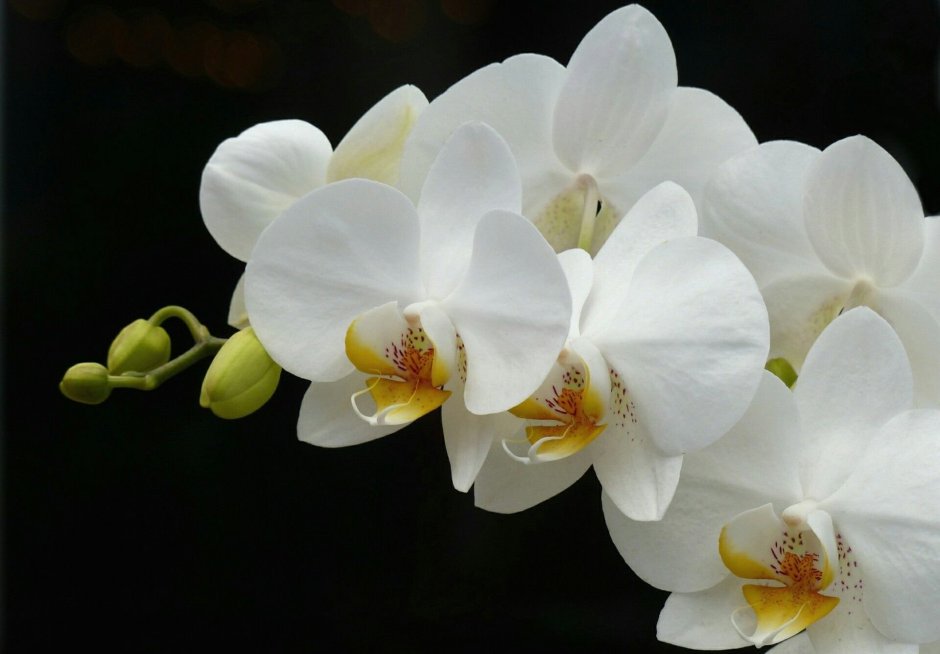 Орхидея Камелия фаленопсис
