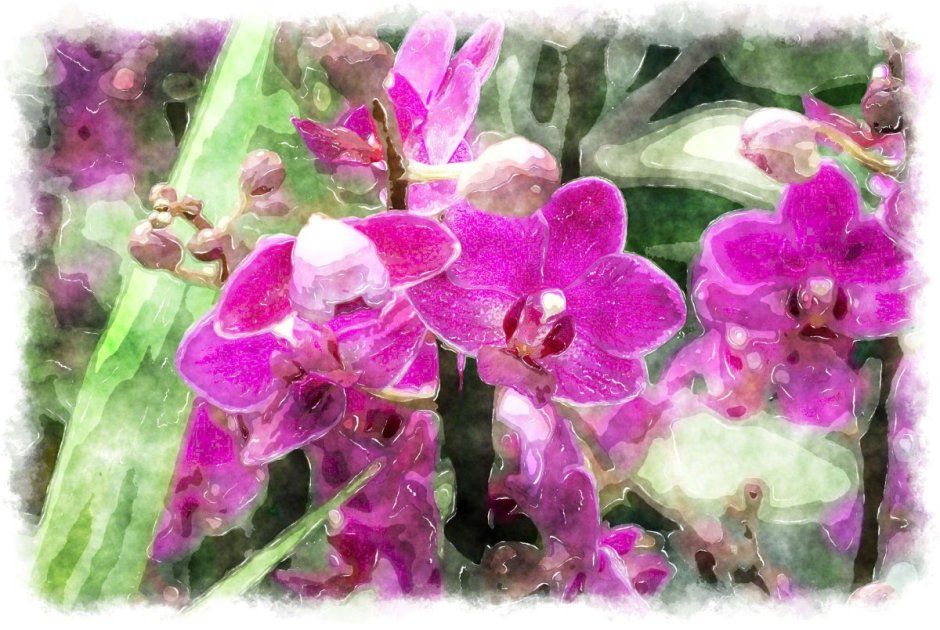 Орхидеи для любимой