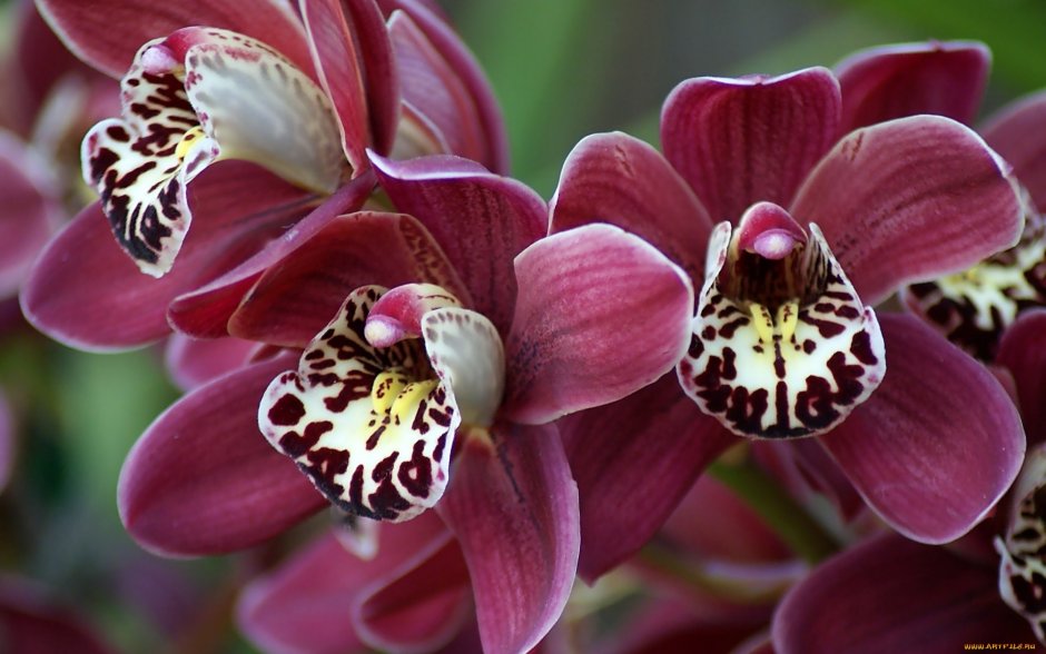 Орхидея Астрид
