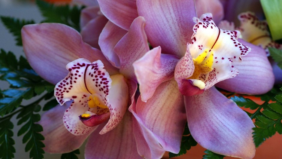 Названия и сорта орхидей с фото и названиями