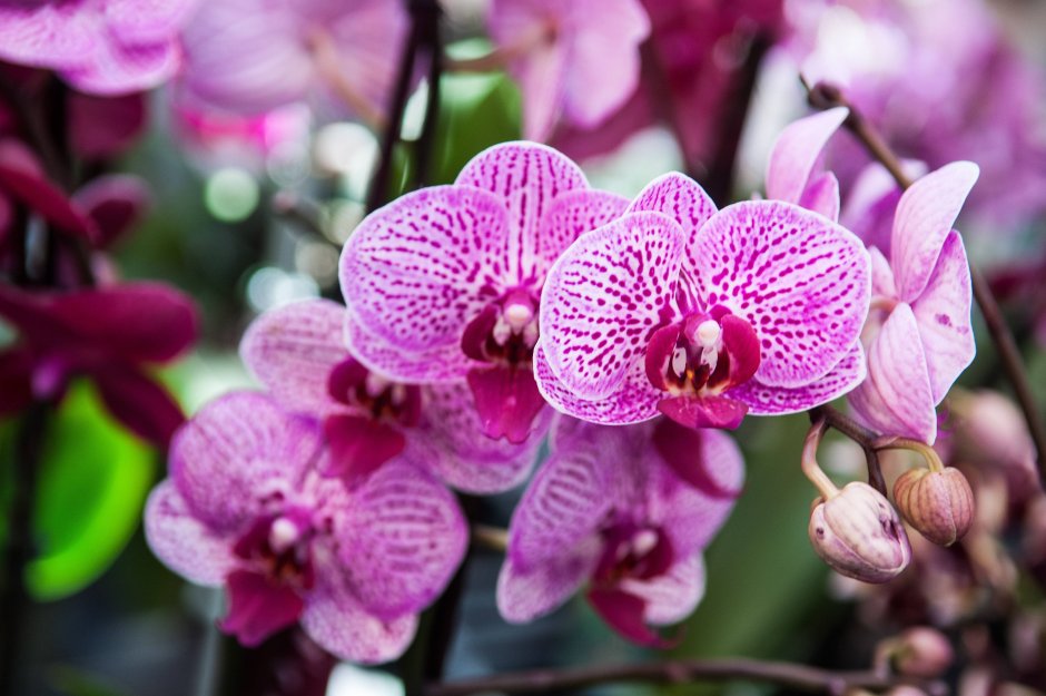 Sublime experience Орхидея