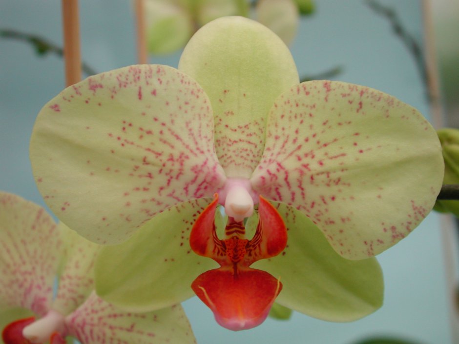 Орхидея фаленопсис Албуфейра