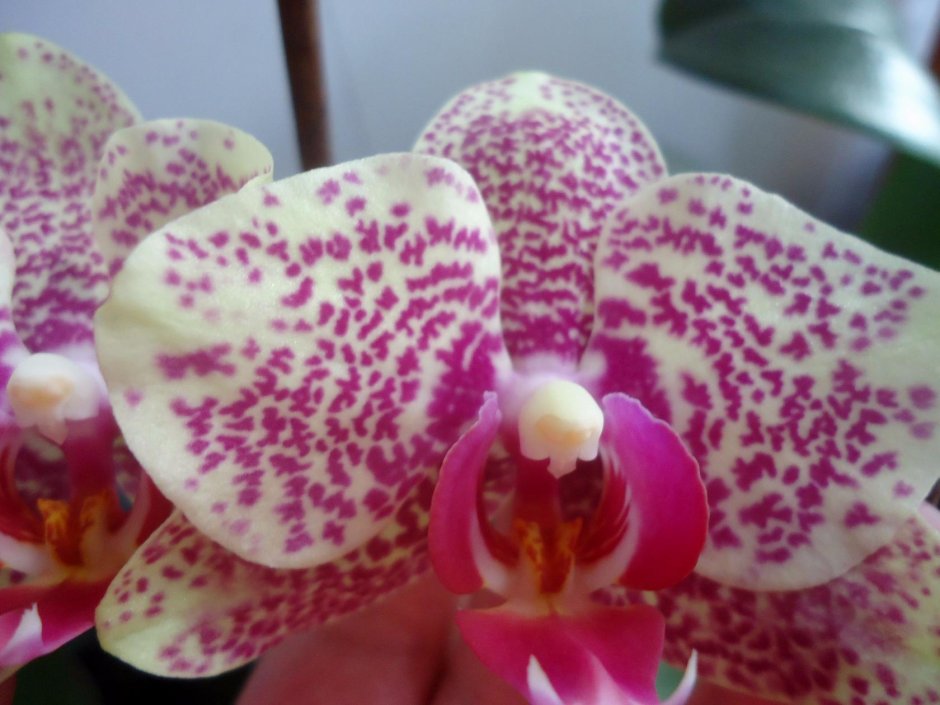 Орхидея фэнси фреклес