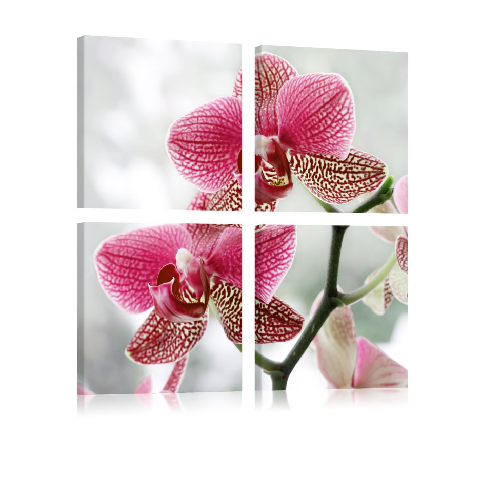 Белая Орхидея с мелкими сиреневыми точками