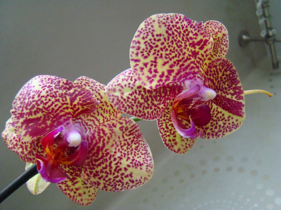 Орхидея Брайт Майя