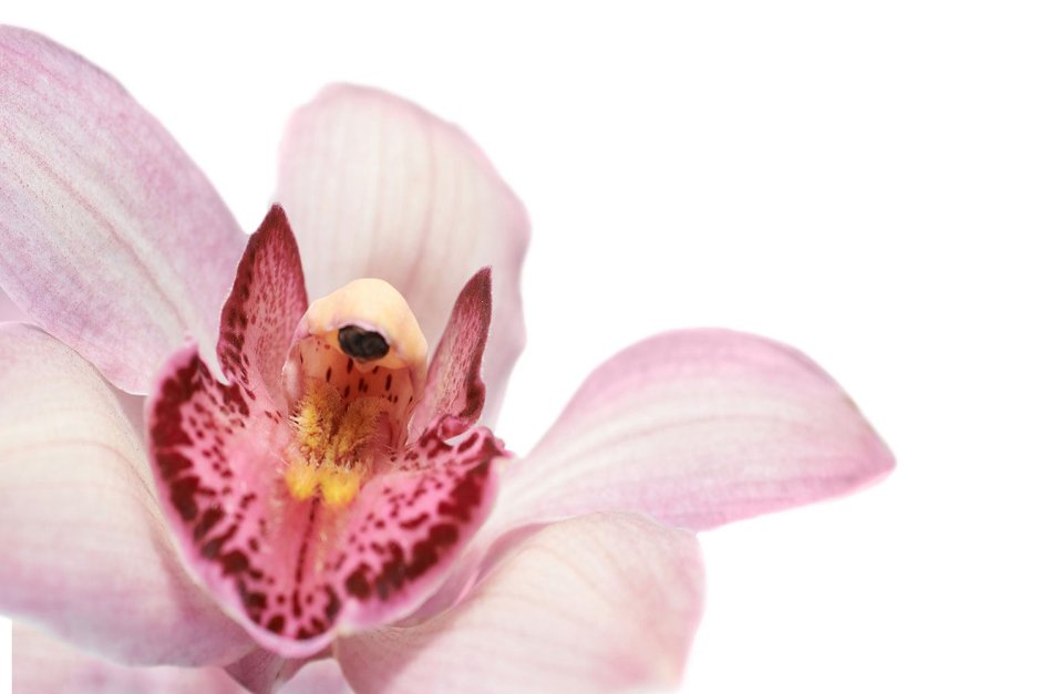 Орхидея с боку